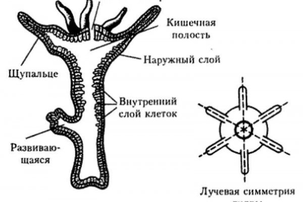 Kraken даркнет что это