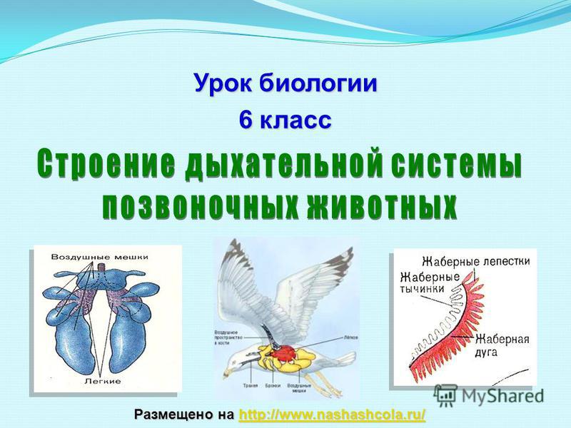 Ссылка на сайт кракен в тор браузере